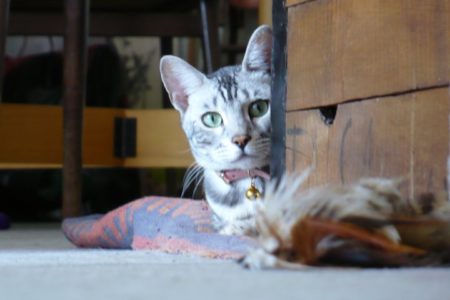 ¿Qué Hay por ahí?