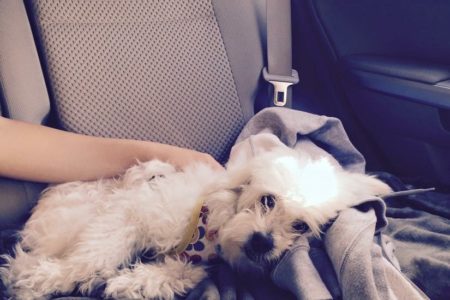 Paseo en auto….yupi!!